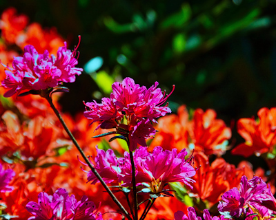 Rhododendronpark -Graal Müritz